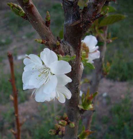 cherry-blossoms-21-0309