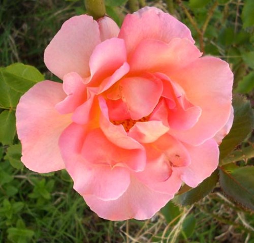first-rose-20091